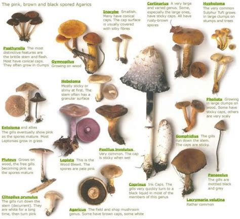 Here Is A List Of Some Edible Mushrooms That Grow Wild Good Tip To Know
