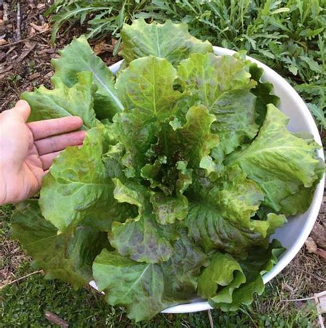 Lettuce could act as a sleeping agent.the romans planted lettuce, and in time it made it's way to the papal court of avignon france.it was christopher columbus who introduced lettuce to the americans. How to grow lettuce: tips & tricks for gardeners (plus ...