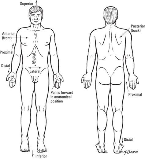 Blank Anatomical Position Diagram 22 Anatomy Ideas Anatomy Anatomy