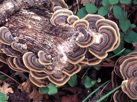 trametes versicolor turkey tails lorn natural history group