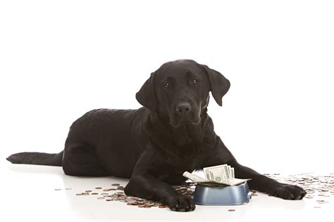 Wildology is filled with all. The Most Expensive Dog Food Brands: Are They Worth The Price?
