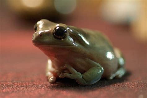 Whites Tree Frog Photos By Kristen Cute Frogs Frog Tree Frogs