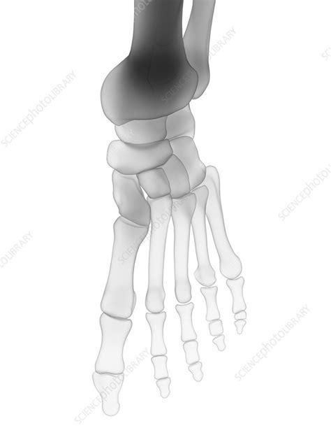 Foot Bones Illustration Stock Image F0294395 Science Photo Library