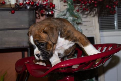It is important that the boxer have an active lifestyle, and failure to properly exercise. Akc Registered Boxer Puppy For Sale in Cleveland, Toledo, Cincinnati, Dayton, Columbus areas and ...