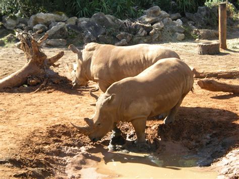 Filewhite Rhino Brevard Zoo 01 Wikimedia Commons