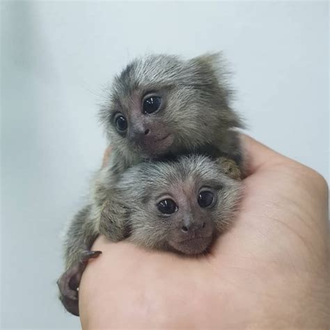Specialize In Pet Marmoset Monkey For Sale Baby Finger Monkey
