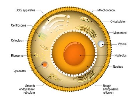 Animal Cell Diagram Organelles Simple Functions And Diagram