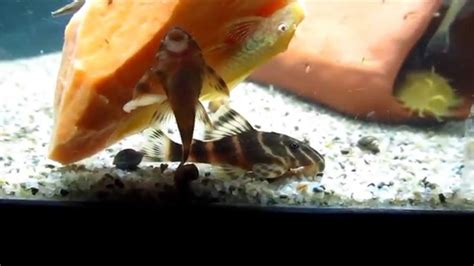 Clown Plecostomus Care Guide Tank Setup Mates And Diet