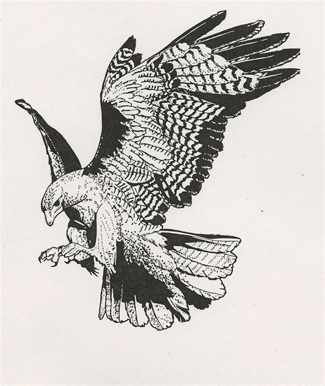 Hawk Tattoo Bird Drawings Eagle Tattoos