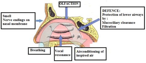 Functions Of The Nose Download Scientific Diagram