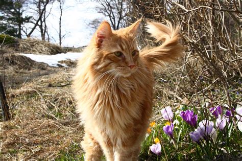 Norwegian Forest Cat Is A Breed Of Domestic Cat