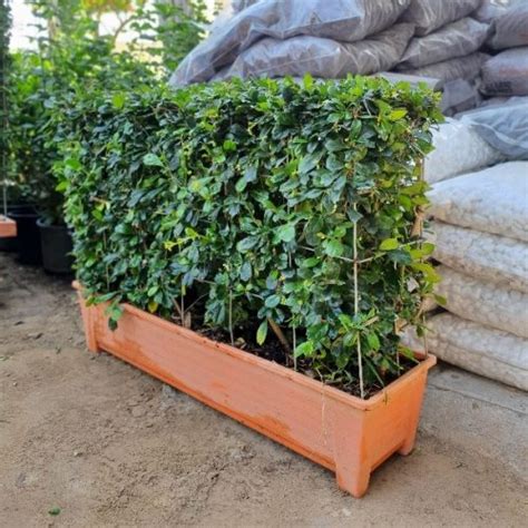 Ehretia Microphylla Buxus Wall Shaped Exoticplantsouq Indoor Plants