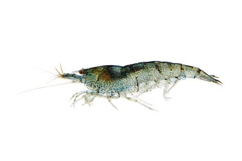 The shrimp farming is done with minimum intervention. Dwarf freshwater shrimp have become increasingly popular ...