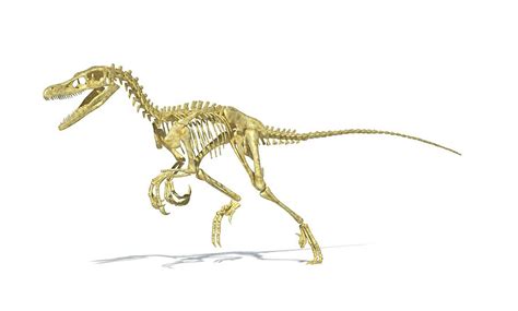 Velociraptor Dinosaur Skeleton Photograph By Leonello Calvettiscience Photo Library Fine Art
