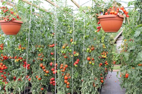 Wann werden tomaten ins freie gepflanzt? Tomatengewächshaus: Expertentipps für Anpflanzen und Pflege