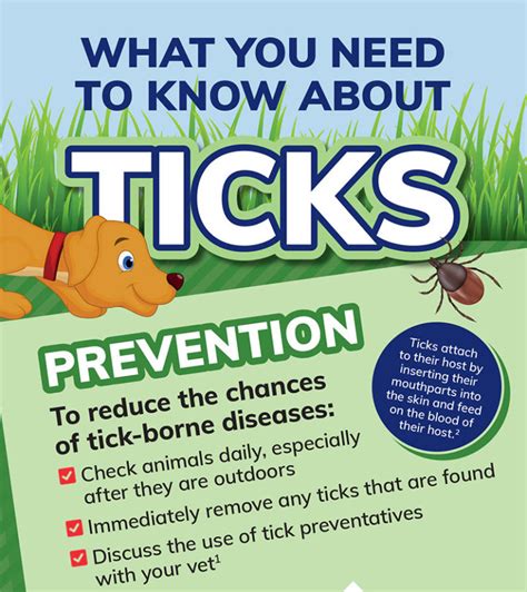 What You Need To Know About Fleas Ticks And Parasite Preventives Atlantic Vet Seattle