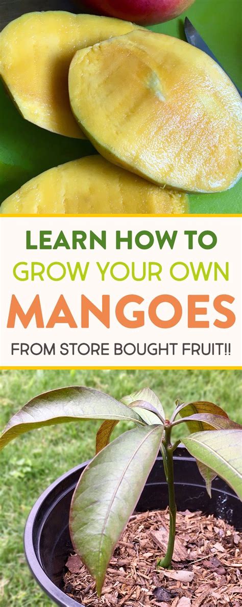 How To Plant Mango Seed From Fruit Ideas Alltheways