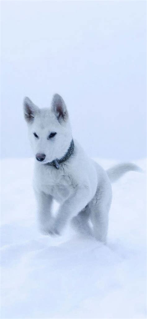 720p Free Download Husky Animal Dogs Fox Ice Puppy Snow White