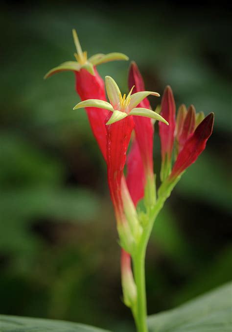 Indian Pink In Flower Spigelia Photograph By Maresa Pryor