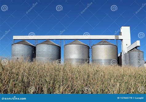 Grain Storage Silos System Behind A Golden Corn Field Stock Photo