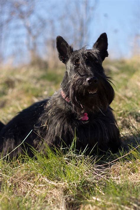 Scottish Terrier Information Dog Breeds At Thepetowners