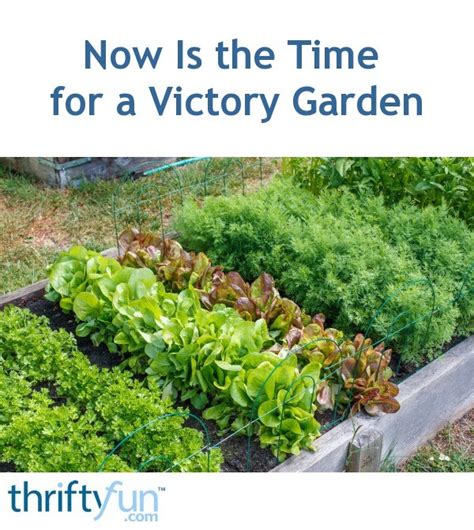 Now Is The Time For A Victory Garden Thriftyfun