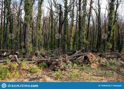 Australian Bushfires Aftermath Eucalyptus Trees Damaged By The Fire