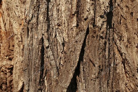 Natural Tree Bark Stock Photo By ©belchonock 117010938