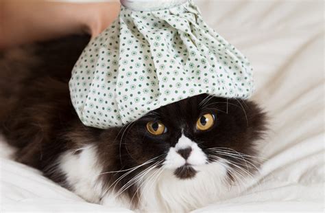 Can Cats Catch Colds Catgazette