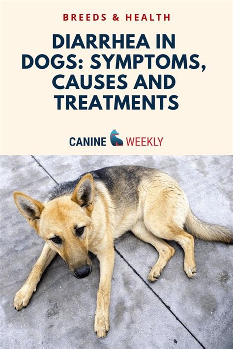 Diarrhea In Dogs Causes Symptoms Treatments And More Diarrhea In