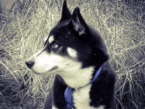 Siberian Husky Pictures And Informations Dog