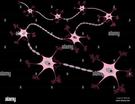 Ilustración De Una Neurona Net Fotografía De Stock Alamy