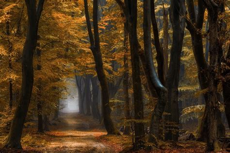 Nature Landscape Forest Path Mist Fall Yellow Leaves Trees Morning