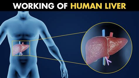 Working Of Human Liver Anatomy And Physiology Of Liver 3d Animation