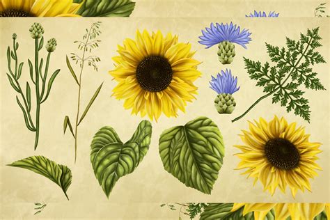 Free Free Realistic Sunflower Svg Free 165 SVG PNG EPS DXF File