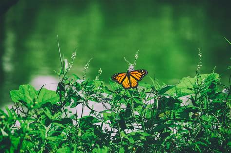 The Monarch Butterfly Population Decline And How Planting Milkweed Helps