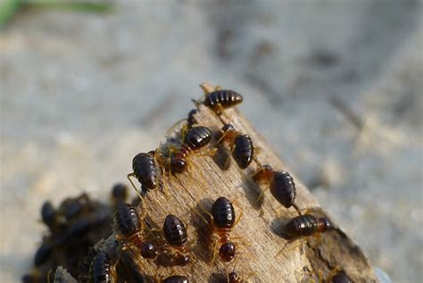 Termite Black Termites Info