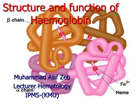 Structure And Function Of Hemoglobin Ppt