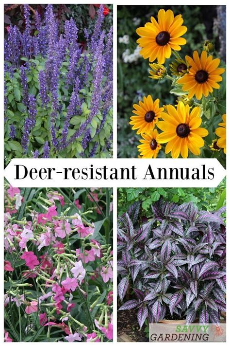 Deer Resistant Annuals Colorful Choices For Sun And Shade Deer