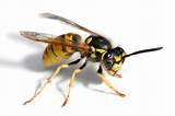 Images of Keep Wasp Away