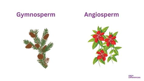 Difference Between Angiosperm And Gymnosperm