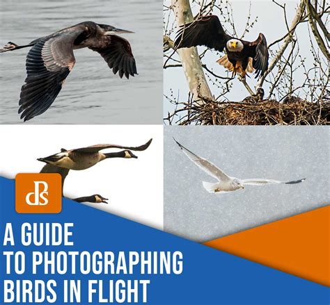 The Essential Guide To Photographing Birds In Flight