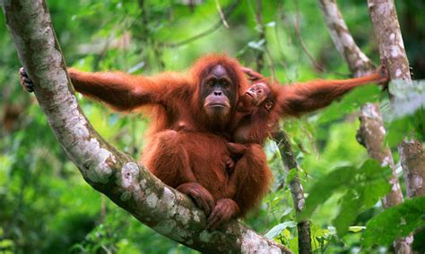 Saving Species One At A Time 4 Sumatran Orangutan