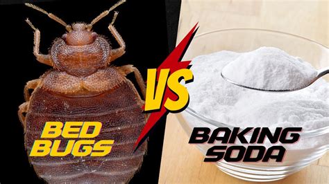 Does Baking Soda Really Work For Bed Bugs Complete Tutorial Youtube