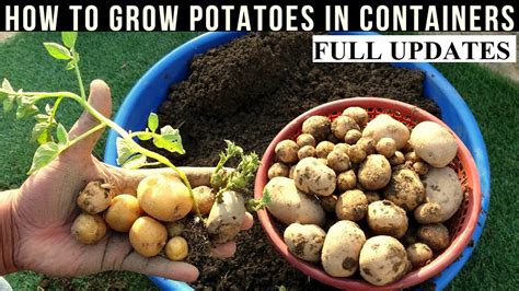 How To Grow Potatoes At Home With Full Updates Youtube