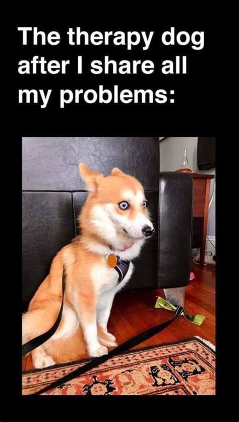 50 Funny Animal Memes To Help You Laugh Away The Day
