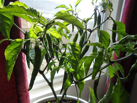 How To Overwinter Chilli Pepper Plants The Garden Of Eaden