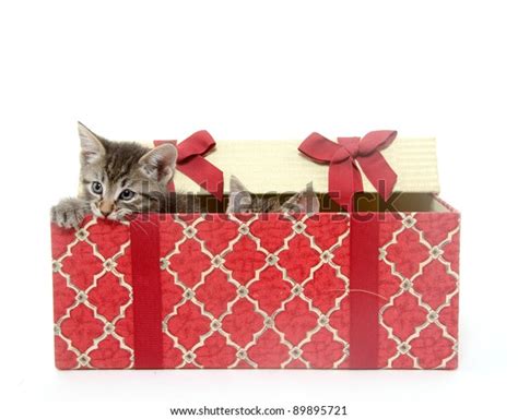 Two Cute Tabby Kittens Playing T Stock Photo 89895721 Shutterstock