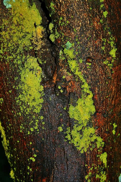 Moist Moss On Tree Free Stock Photo Public Domain Pictures