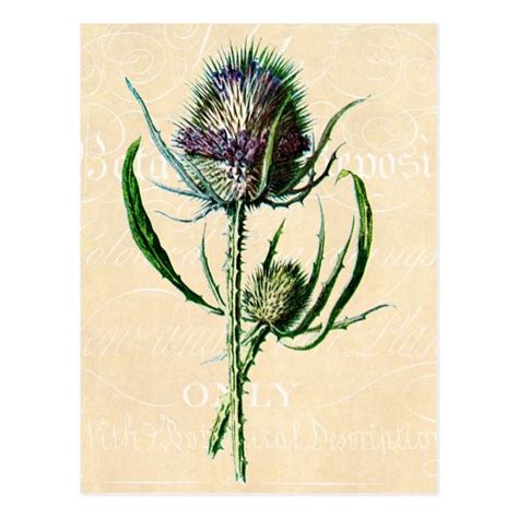 Vintage 1902 Scottish Thistle Antique Wildflower Postcard Zazzle